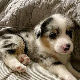 Goose - American Corgi puppy in Pace, Florida from Faith Farm
