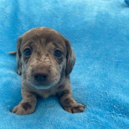 Jesse - Dapple male Dachshund puppy in Sarah, Mississippi from White's Mississippi Doxies