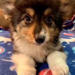 American Corgis from LightningJPCorgiRanch