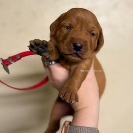Red - Yellow male Labrador Retriever puppy in Gillete, Wyoming from Red Prairie Retrievers