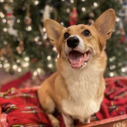 Winnie - Pembroke Welsh Corgi