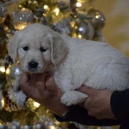 Purple Collar - Light golden female Golden Retriever puppy in Stedman, North Carolina from Wise-Taylor Goldens
