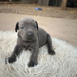 Oak tree - Gray brindle female Cane Corso puppy in Elk Grove, California from DiamondBabyCorso