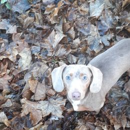 Gemma - Dachshund