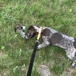 German Shorthaired Pointer Puppies from Temple Gun Dogs