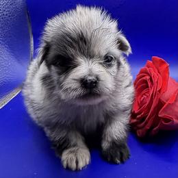 Boy 1 - Blue merle male Pomeranian puppy in Windham, Maine from New England Exotic Pomeranians