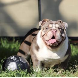Uno - Bulldog