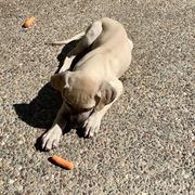 Sloughi Puppies from Almaboubin Sloughis