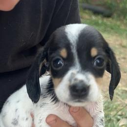Piebald - Piebald male Dachshund puppy in Westminster, South Carolina from Carter's Kennels