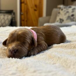 Girl 1 pink - Apricot female Cavapoo puppy in Orion, Illinois from Poppy Garden Doodles