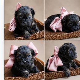 Phoebe Phantom - Black gold and white female Shihpoo puppy in Delphos, Ohio from Route 66 Poodles & Doodles, Sapphire Shih-tzu's of Ohio