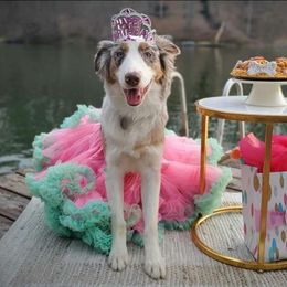 LOLA - Australian Shepherd