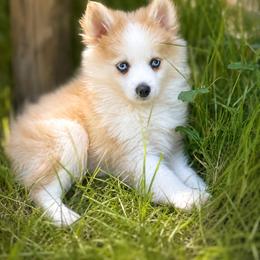River - Merle female Pomsky puppy in Coos Bay, Oregon from Ocean View Pomskies