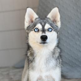 Flora - Alaskan Klee Kai