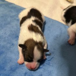 Charlie - Red white and sable male Papillon puppy in Young, Arizona from Papillons in Arizona