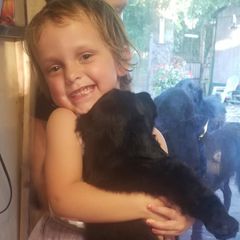 American Hairless Terrier and Flat-Coated Retriever Puppies from Rensai Kennels
