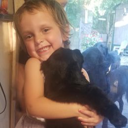 American Hairless Terrier and Flat-Coated Retriever Puppies from Rensai Kennels