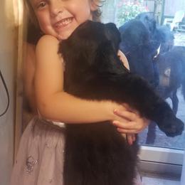 American Hairless Terrier and Flat-Coated Retriever Puppies from Rensai Kennels