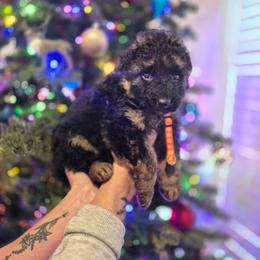 Orange collar male - Black and red male German Shepherd puppy in Eugene, Oregon from Vom Osuna K9s