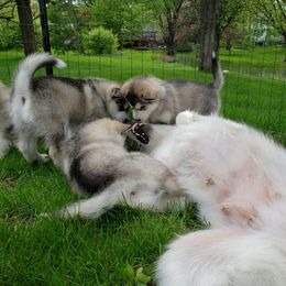 Alaskan Malamute Puppies from Delphi Alaskan Malamutes
