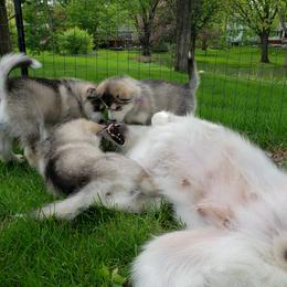 Alaskan Malamute Puppies from Delphi Alaskan Malamutes