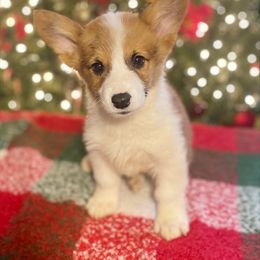 Nutmeg - Pembroke Welsh Corgi puppy from Sunny J Corgis and Mini Americans