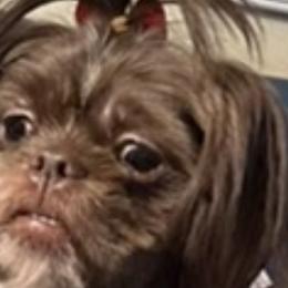Hershey - Shih Tzu