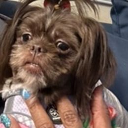 Hershey - Shih Tzu