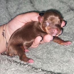 Teacup chocolate liver girl - Liver female Yorkshire Terrier puppy in Thornville, Ohio from My precious yorkies