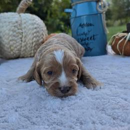 Stetson - Apricot male Cavapoo puppy in Hopkins, Missouri from Mowry Creek Mini Aussiedoodles and More
