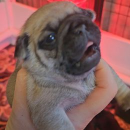 Fawn male - Fawn male Pug puppy in Martville, New York from Hug a Pug LLC