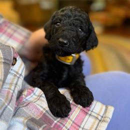 Baby Ruth - Black female Poodle puppy in St. Johnsbury, Vermont from Poodles of the Northern Woods