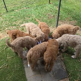 Goldendoodle Puppies from Whisper Wood Creek