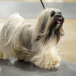 Pepper - Lhasa Apso
