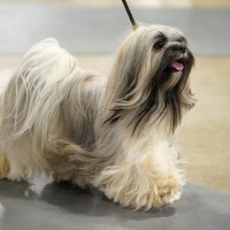 Pepper - Lhasa Apso