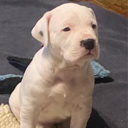 Dark Pink - White female Dogo Argentino puppy in Winter Haven, Florida from Wayward’s Dogos and Spellbound Greyhounds