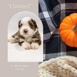 Flannel (Red Collar) - Blue merle male Bernedoodle puppy in Hudson, Indiana from TurkeyCreek-K9