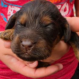 Nuzzles - Brown and tan female Cockapoo puppy in Indiahoma, Oklahoma from Phamily Doodles