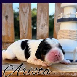Artists - Black and white female Cocker Spaniel puppy in Clinton, Oklahoma from Enchanted Spaniels