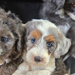 Dolly Parton - Blue merle female Bernedoodle puppy in Augusta, Georgia from Ivey's Poodles & Doodles