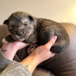 Green - Sable and white male Siberian Husky puppy in Virginia Beach, Virginia from Fly Siberian