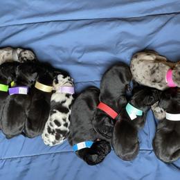Great Dane Puppies from Starlight Danes