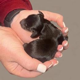 Breezy - Black and cream female Dachshund puppy in Wellford, South Carolina from Crowder Doxies