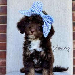 Honeymaren - Brown and white female Bernedoodle puppy in Owasso, Oklahoma from Kallams Bernedoodles & Bernese Mountain Dogs
