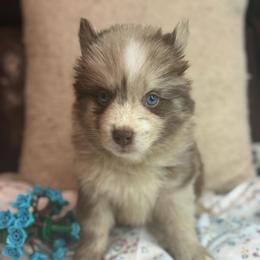 Porsche - Merle female Pomsky puppy in Ravena, New York from Osiris’s Siberians & Pomskies
