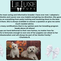Morkie and Shorkie Puppies from Lil Luxe Pups