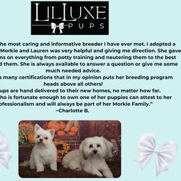 Morkie and Shorkie Puppies from Lil Luxe Pups