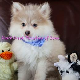 Blitzen - Merle male Pomsky puppy in Zearing, Iowa from Short Creek Pomskies of Iowa