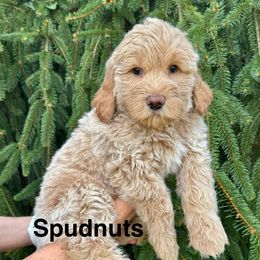 Spudnuts - Cream male Goldendoodle puppy in Newark, Ohio from Valleydayle Doodles and Wheatens