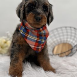 Harlen - Furnished - male Golden Mountain Doodle puppy in Ocala, Florida from Bernedoodles of Florida